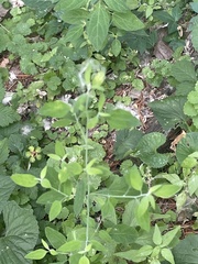 Chenopodium album