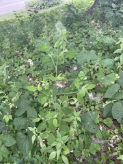 Chenopodium album