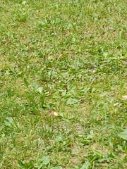 Poliocitellus franklinii