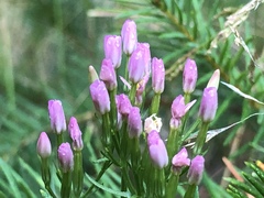 Zeltnera muehlenbergii