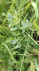 Lathyrus venosus