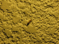 Lepidoptera