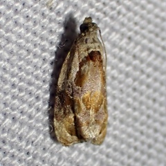 Zomaria interruptolineana