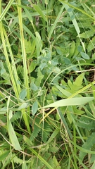 Lathyrus venosus