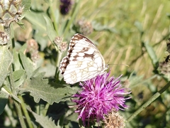 Melanargia galathea
