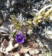 Aptosimum spinescens