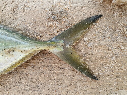 Black jack (Caranx crysos) — Carangidae — 3
