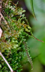 Melpomene moniliformis