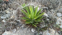 Agave convallis