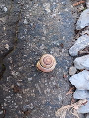 Cepaea nemoralis