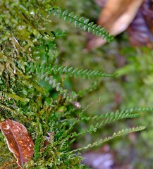 Melpomene moniliformis