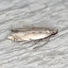 Battaristis nigratomella