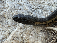 Thamnophis validus celaeno