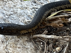 Thamnophis validus celaeno