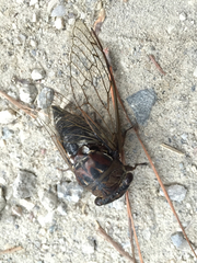 Megatibicen resonans