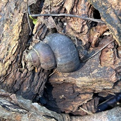Bithyniidae