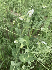 Pisum sativum sativum