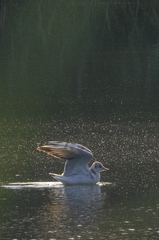 Chroicocephalus ridibundus