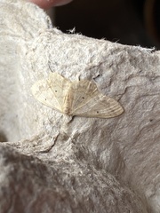 Idaea dilutaria