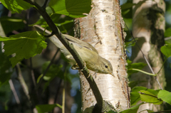 Phylloscopus trochilus