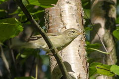 Phylloscopus trochilus