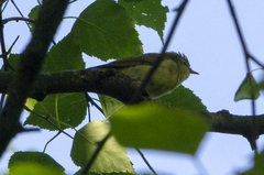 Phylloscopus trochilus