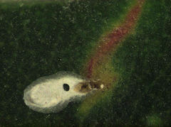 Anoplaspis metrosideri