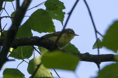 Phylloscopus trochilus