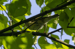 Phylloscopus trochilus