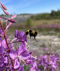 Bombus jonellus