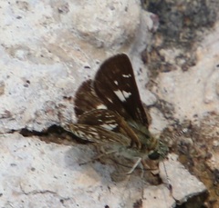 Dardarina dardaris