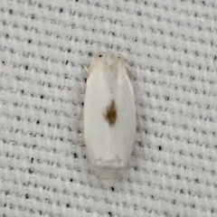 Pseudopostega quadristrigella