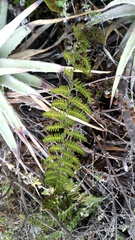 Notholaena galeottii