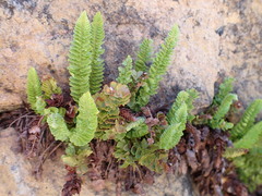 Polystichum lemmonii