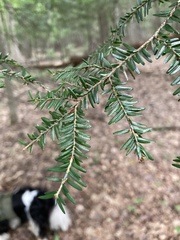 Tsuga canadensis