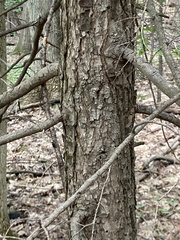 Tsuga canadensis