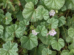 Malva neglecta