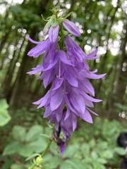 Campanula rapunculoides