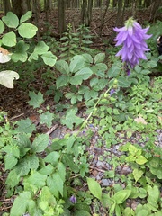 Campanula rapunculoides