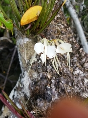 Brassavola nodosa