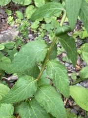 Campanula rapunculoides
