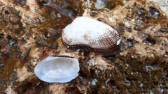 Striarca