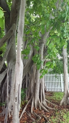 Ficus altissima