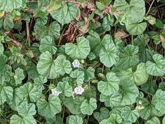 Malva neglecta