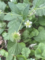 Geum canadense