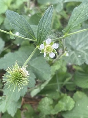Geum canadense