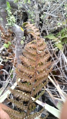 Notholaena galeottii