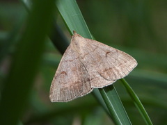 Zanclognatha lunalis