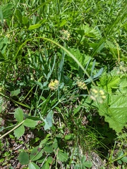 Lomatium nudicaule