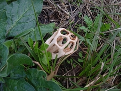 Clathrus